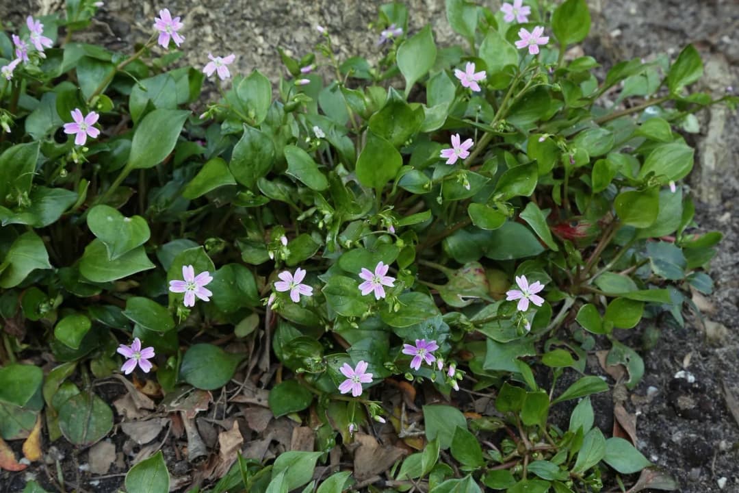 Claytonia sibirica - Photo 2 sur 3