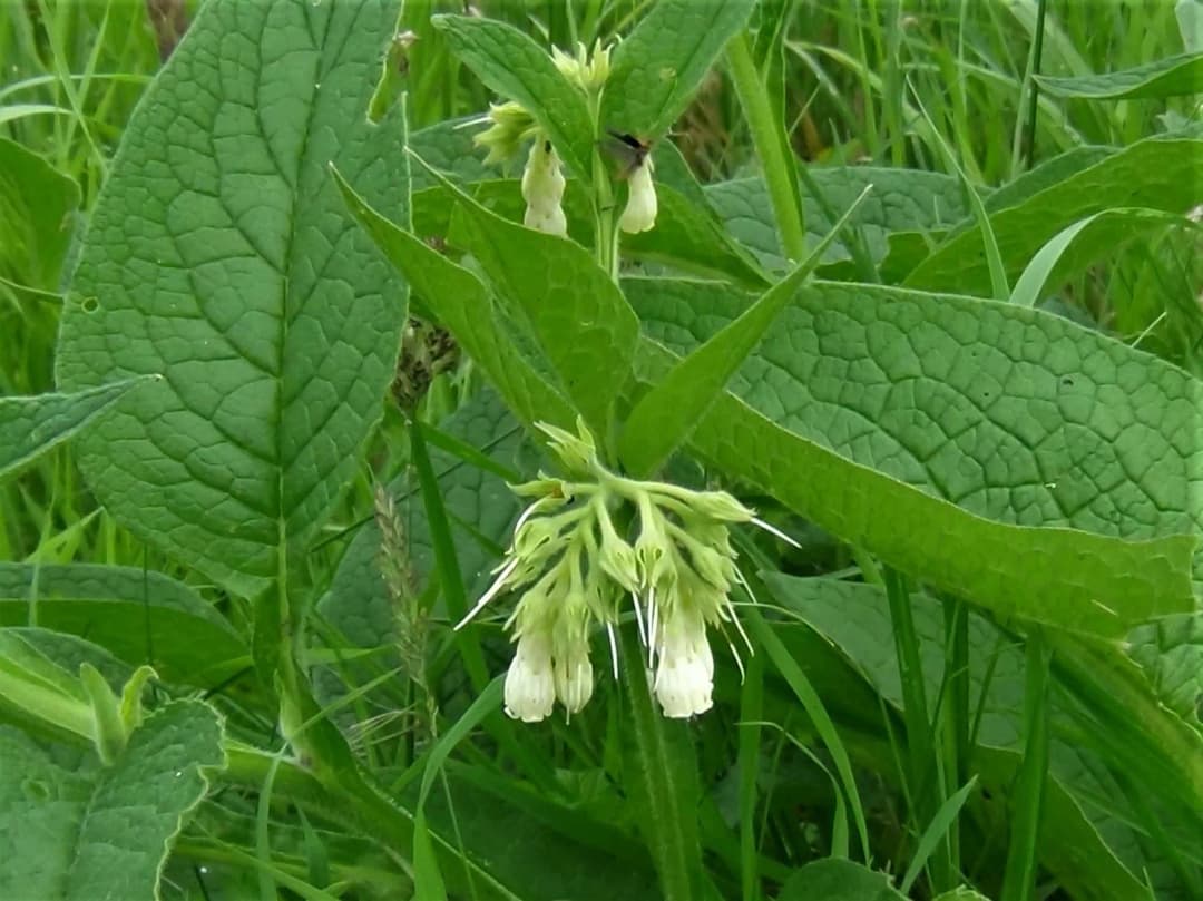 Symphytum officinale - Photo 5 sur 7