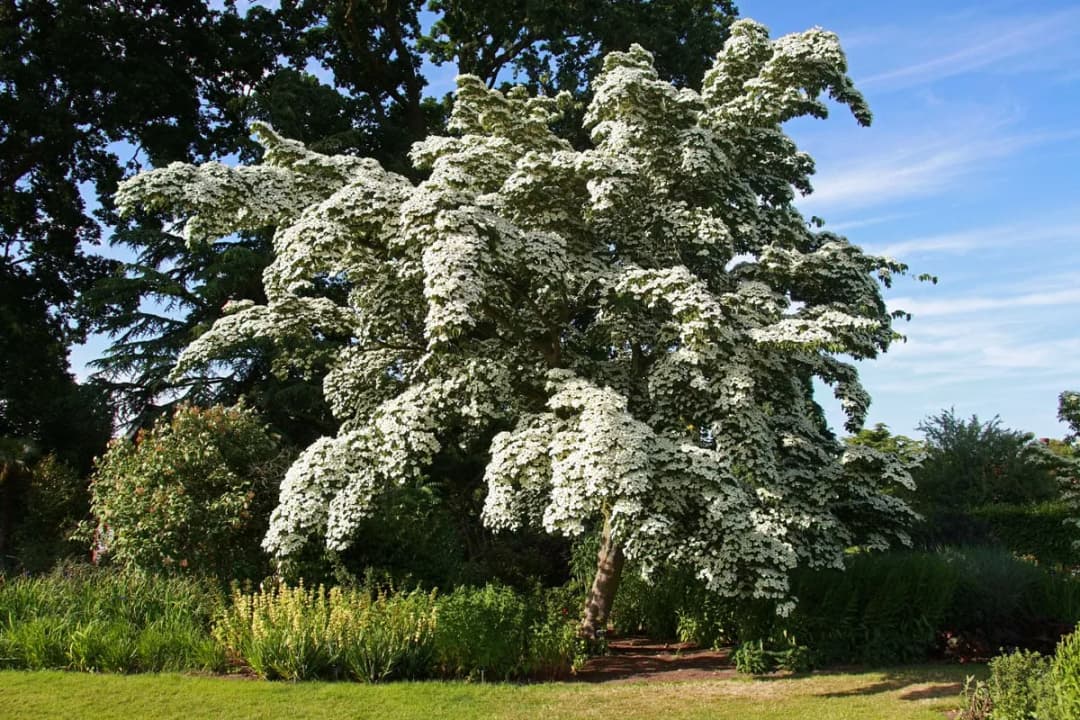 Cornus kousa chinensis - Photo 2 sur 5