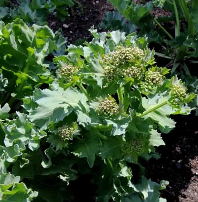 Photo de Crambé de tartarie (Crambe tatarica), Couvre-sol