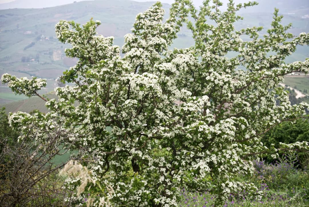 Crataegus sp. - Photo 6 sur 6
