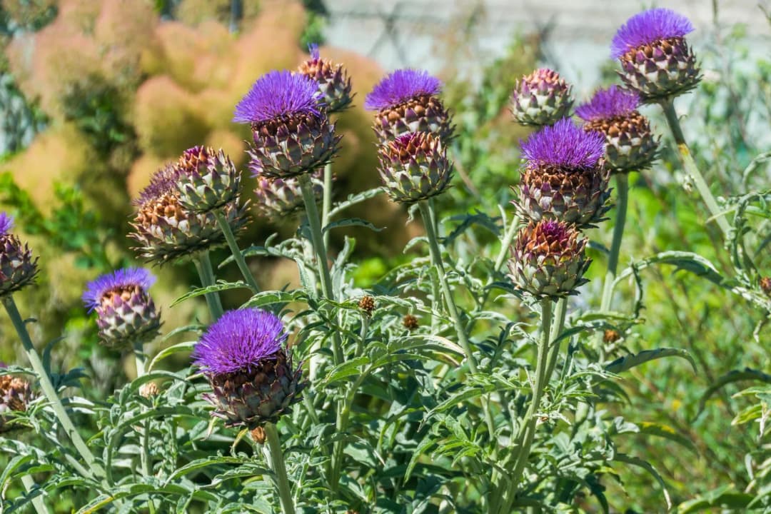 Cynara scolymus - Photo 2 sur 5