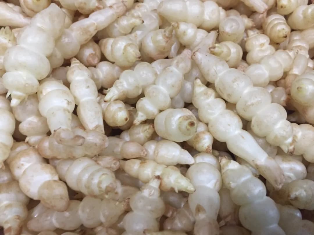 Stachys affinis - Photo 4 sur 5