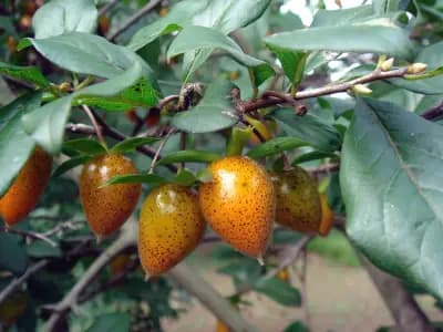 Photo de Plaqueminier (Diospyros rhombifolia), Petit arbre