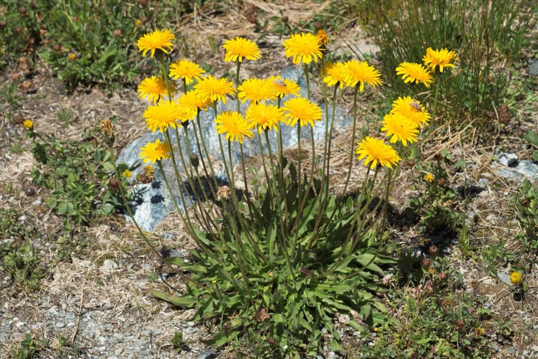 Leontodon hispidus - Photo 2 sur 7