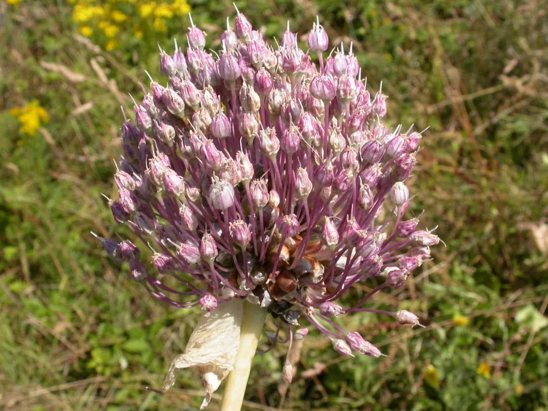 Allium ampeloprasum babbingtonii - Photo 4 sur 6