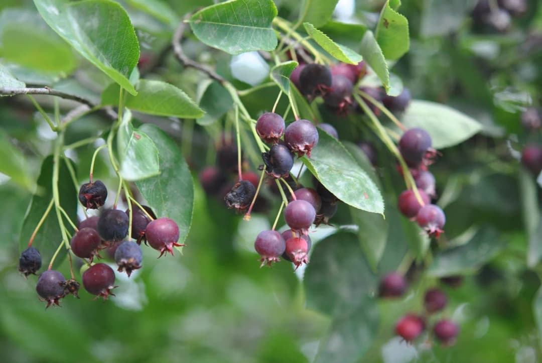 Amelanchier lamarckii - Photo 1 sur 4