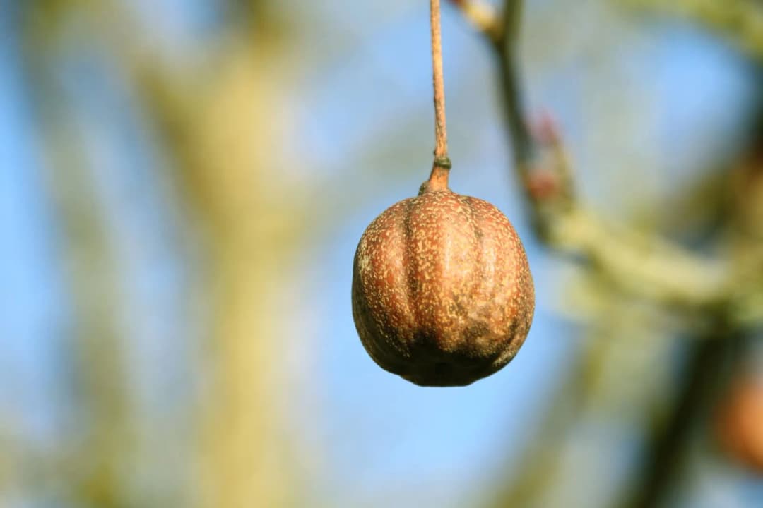 Davidia involucrata - Photo 2 sur 7