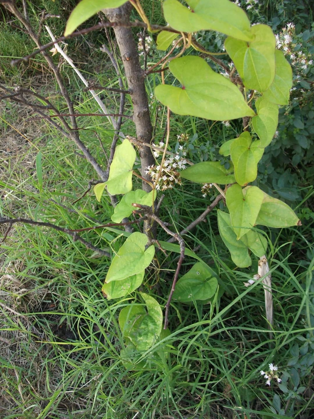 Dioscorea japonica - Photo 3 sur 3