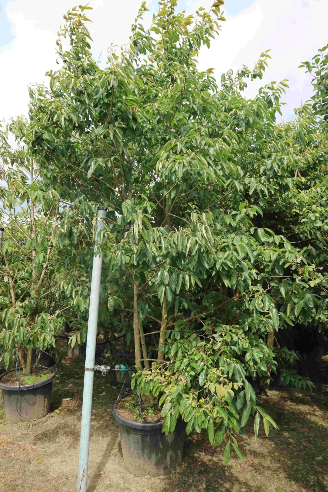 Diospyros lotus - Photo 4 sur 4