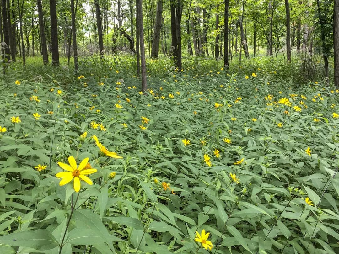 Helianthus strumosus - Photo 5 sur 6