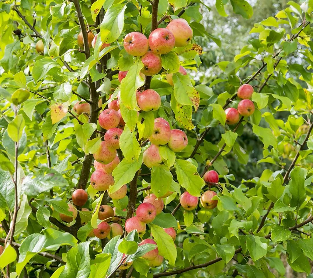 Malus sieversii - Photo 2 sur 5