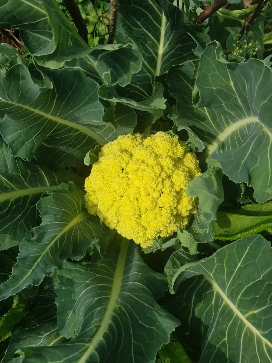 Brassica oleracea botrytis aparagoides - Photo 1 sur 6