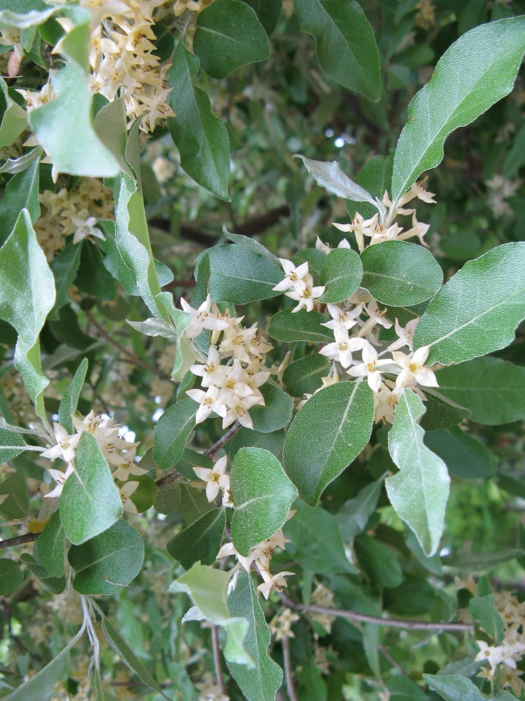 Elaeagnus umbellata - Photo 4 sur 5