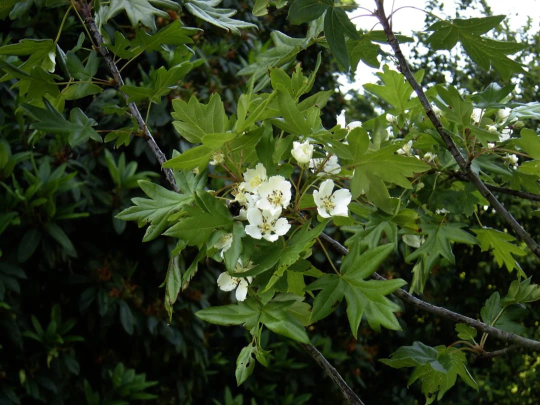 Malus trilobata - Photo 6 sur 7