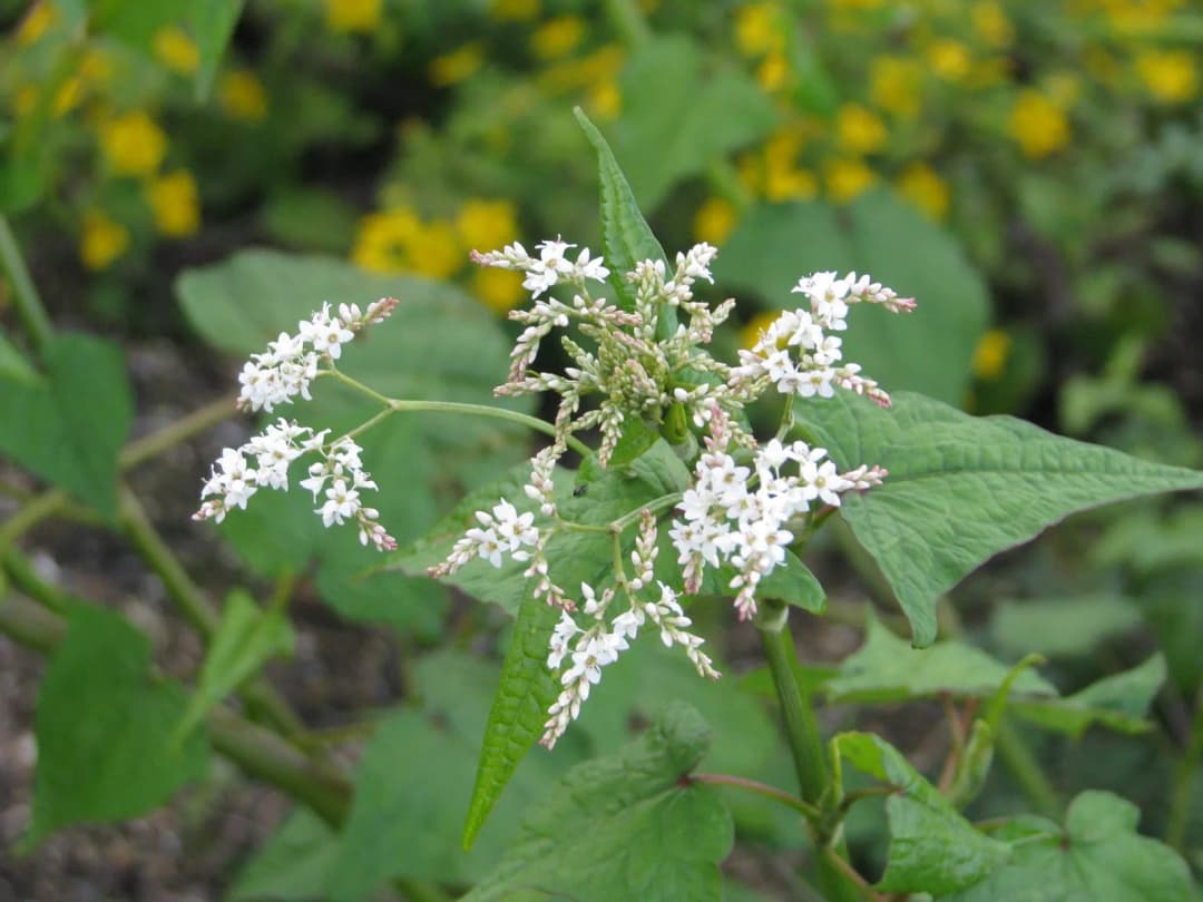 Fagopyrum dibotrys - Photo 6 sur 6