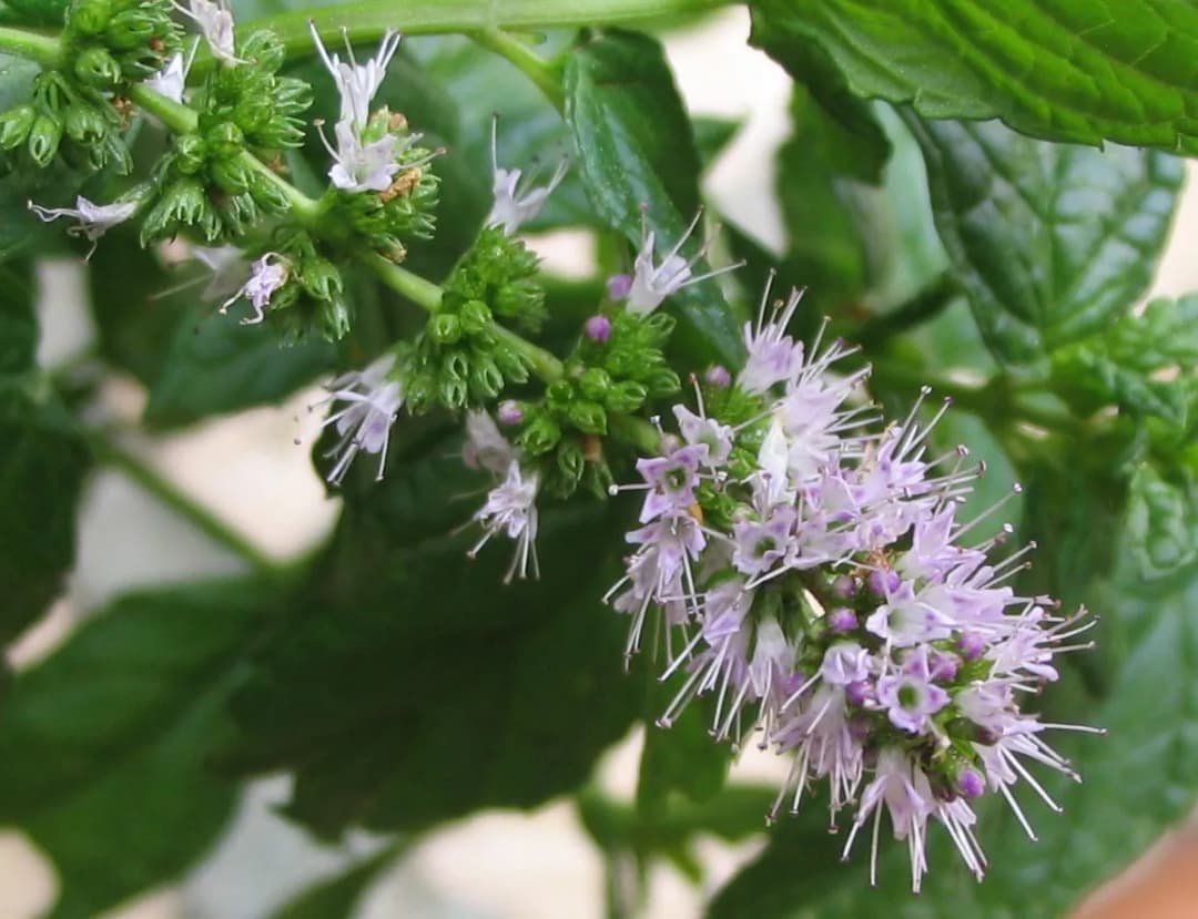 Mentha spicata - Photo 3 sur 5