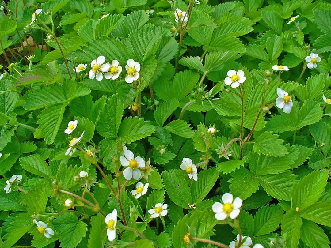 Fragaria vesca - Photo 2 sur 4