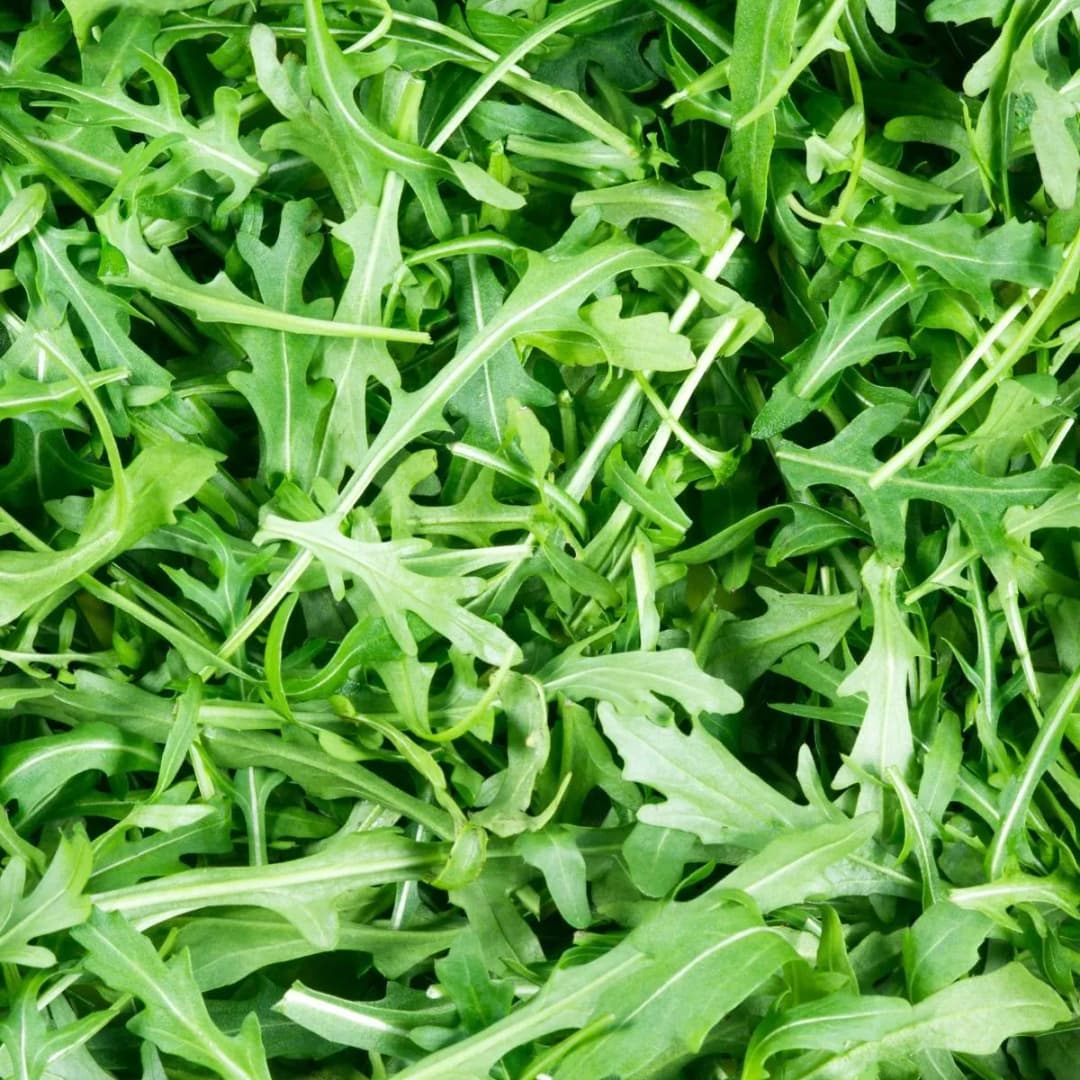 Diplotaxis tenuifolia - Photo 1 sur 4