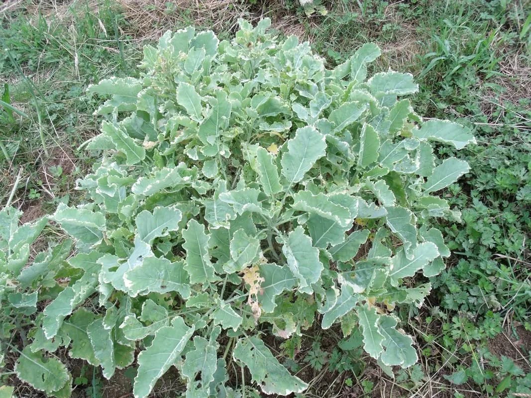 Brassica oleracea - Photo 3 sur 4