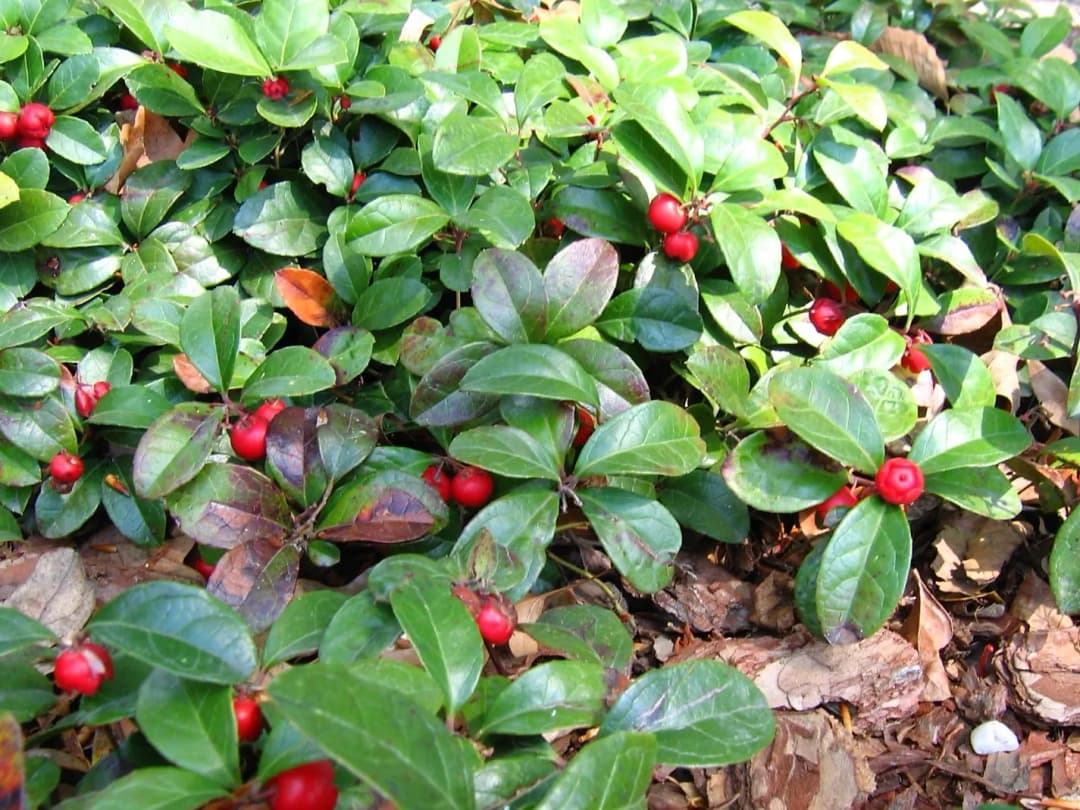 Gaultheria procumbens - Photo 3 sur 4
