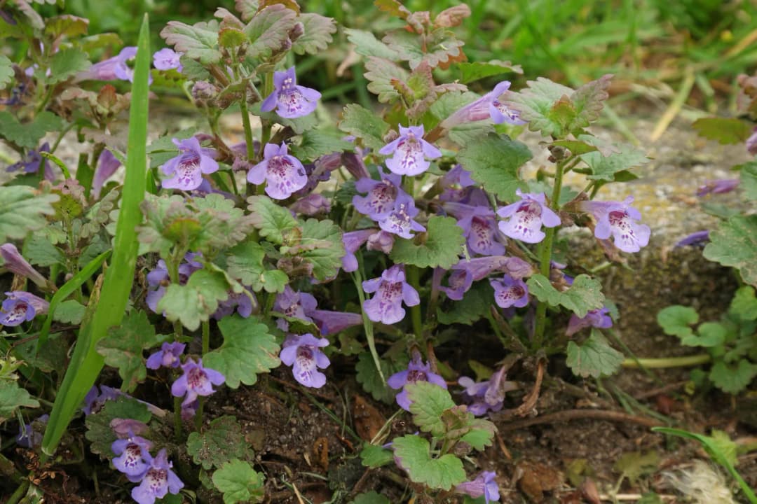Glechoma hederacea - Photo 3 sur 4