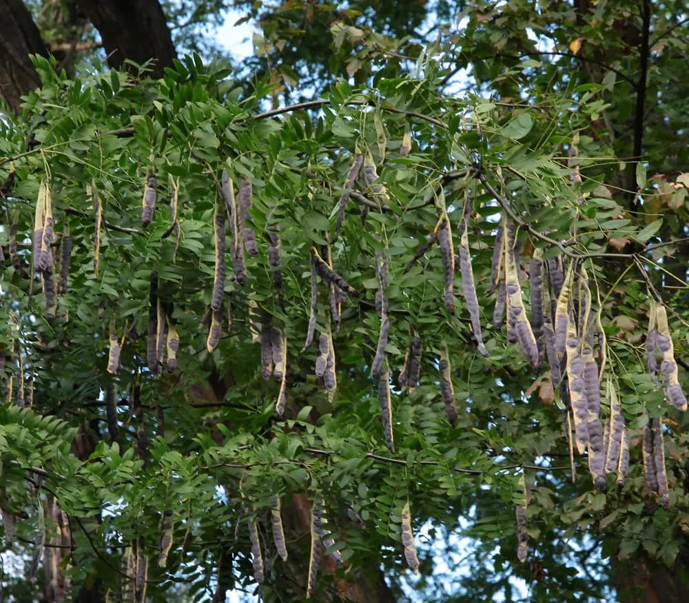 Gleditsia sinensis - Photo 1 sur 3