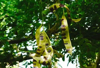 Photo de Févier du Japon (Gleditsia japonica), Canopée