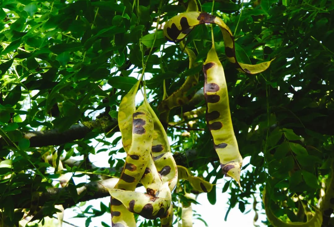 Gleditsia japonica - Photo 1 sur 3