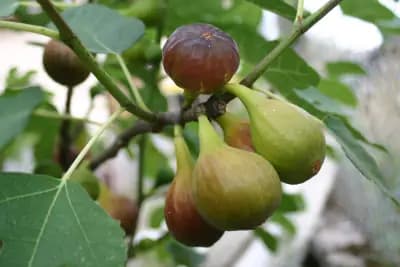 Photo de Figuier (Ficus carica), Canopée