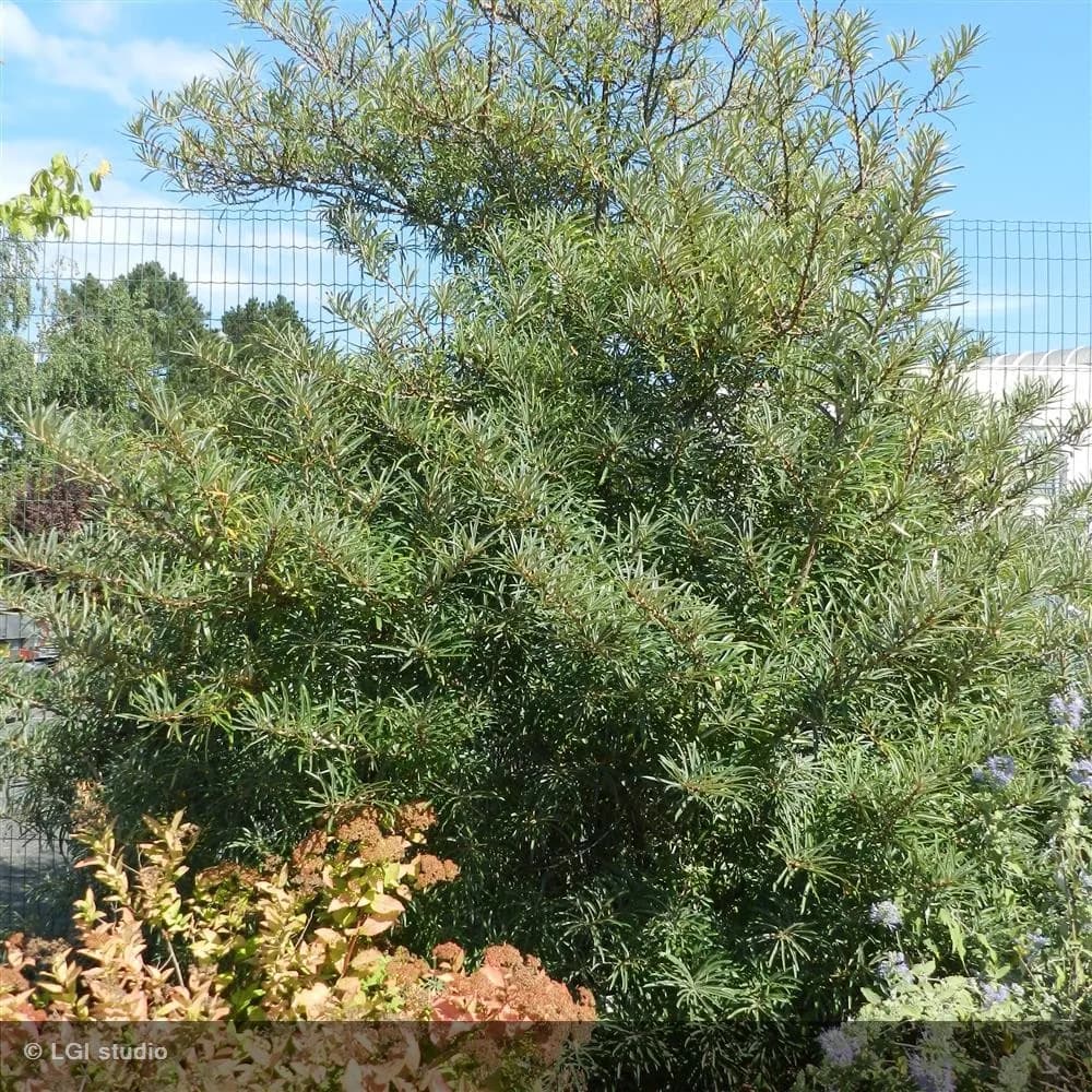 Hippophae rhamnoides - Photo 8 sur 9