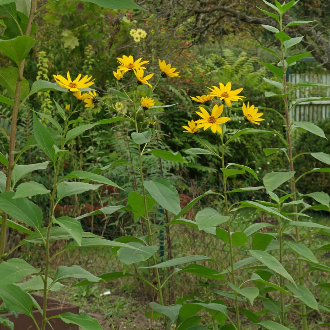 Helianthus tuberosus - Photo 4 sur 10