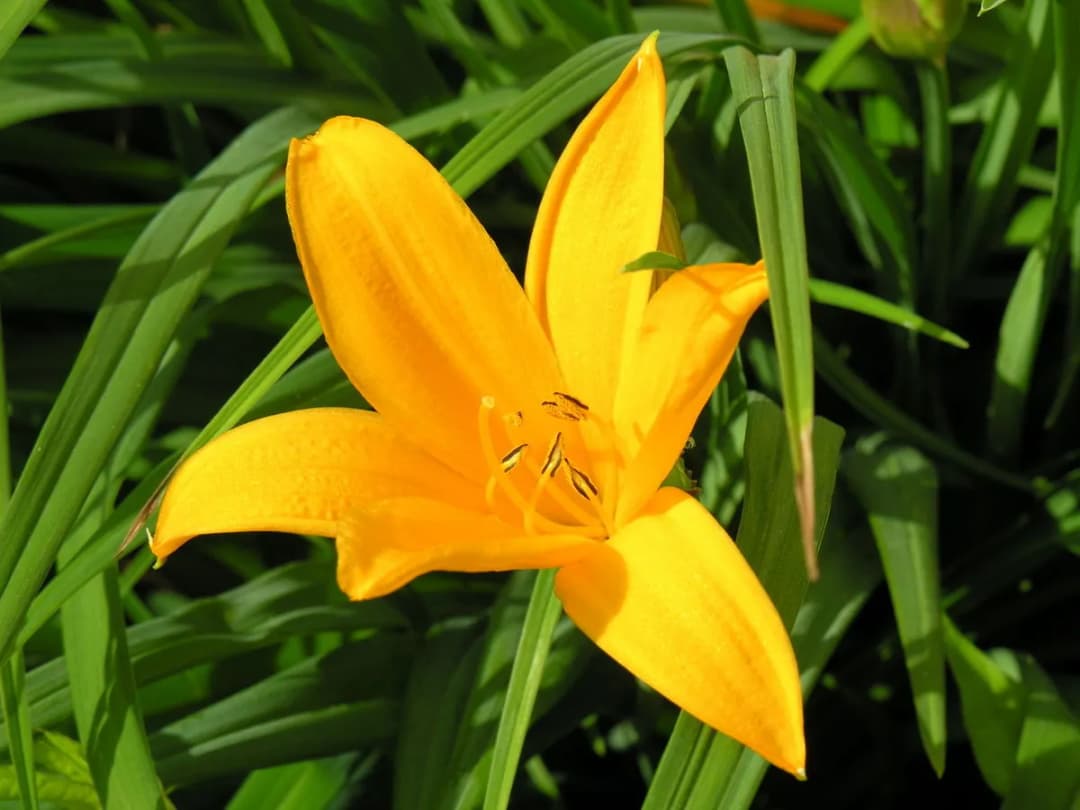 Hemerocallis middendorffii - Photo 3 sur 4