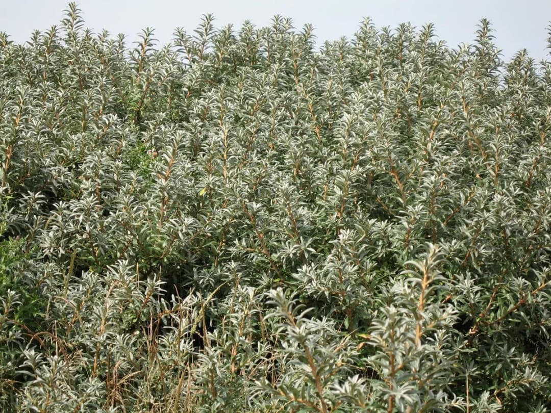 Hippophae rhamnoides - Photo 9 sur 9