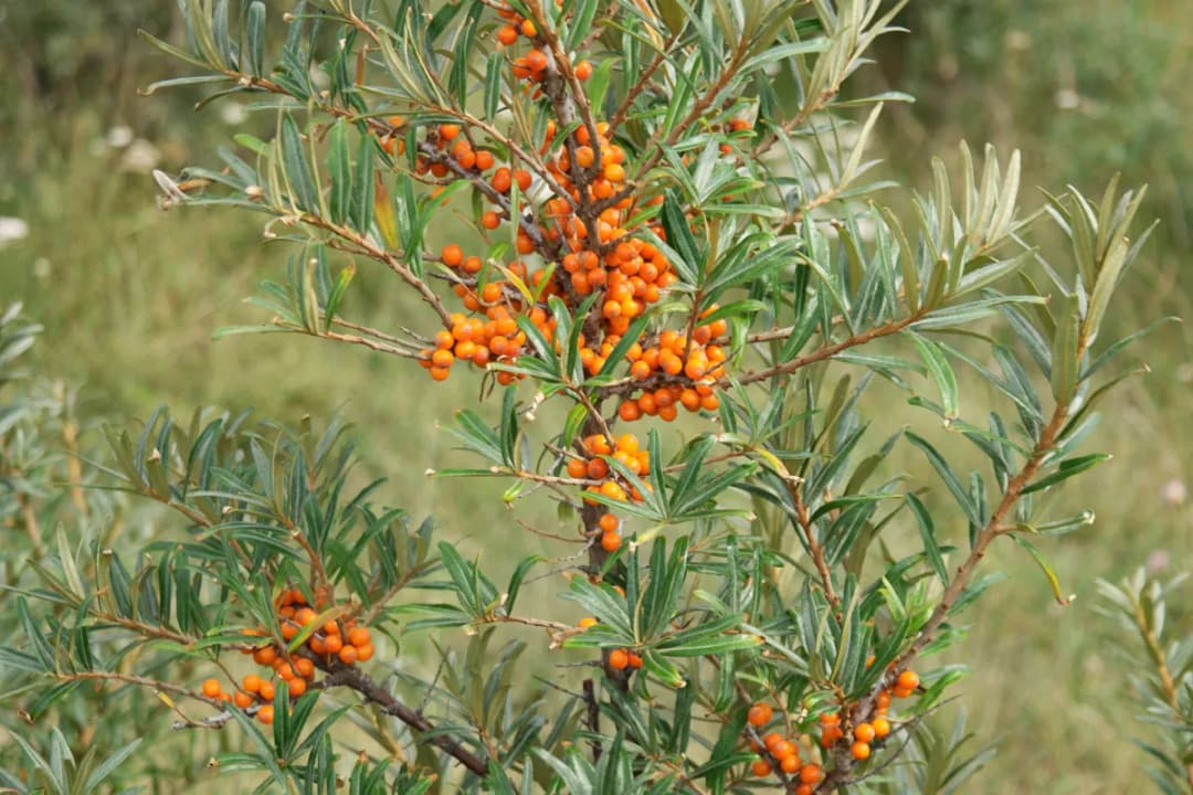 Hippophae rhamnoides - Photo 5 sur 9