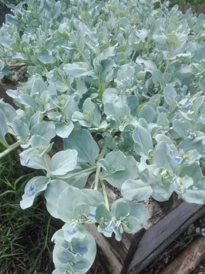 Photo de Mertensia (Mertensia maritima), Couvre-sol