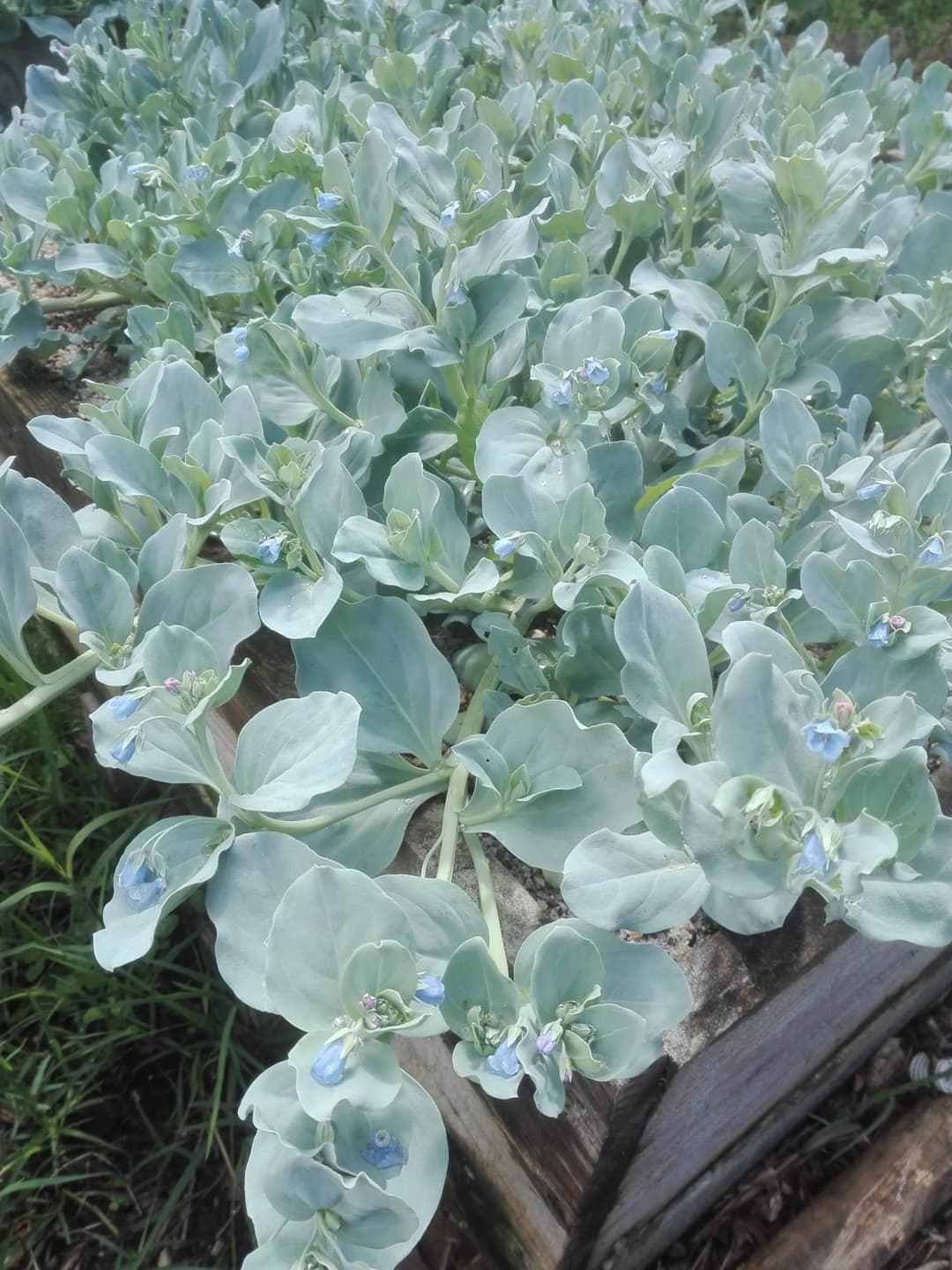 Mertensia maritima - Photo 1 sur 4