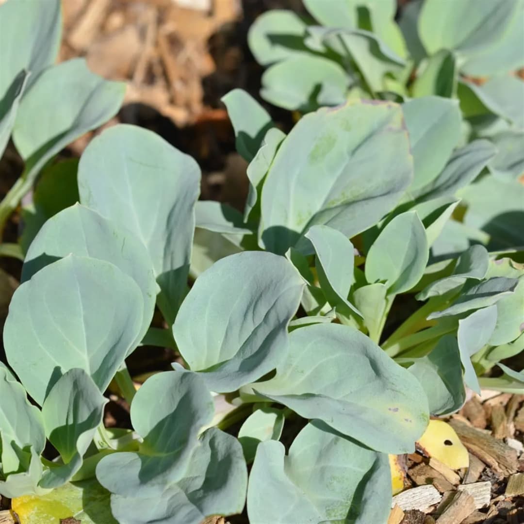 Mertensia maritima - Photo 2 sur 4