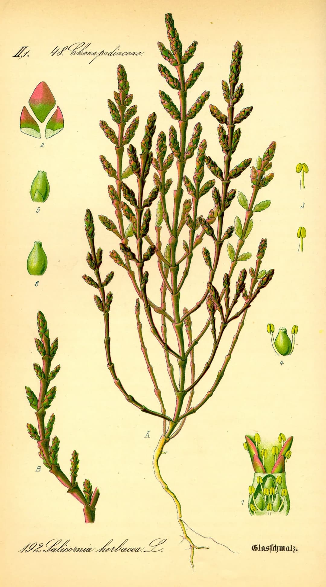 Salicornia europaea - Photo 4 sur 4
