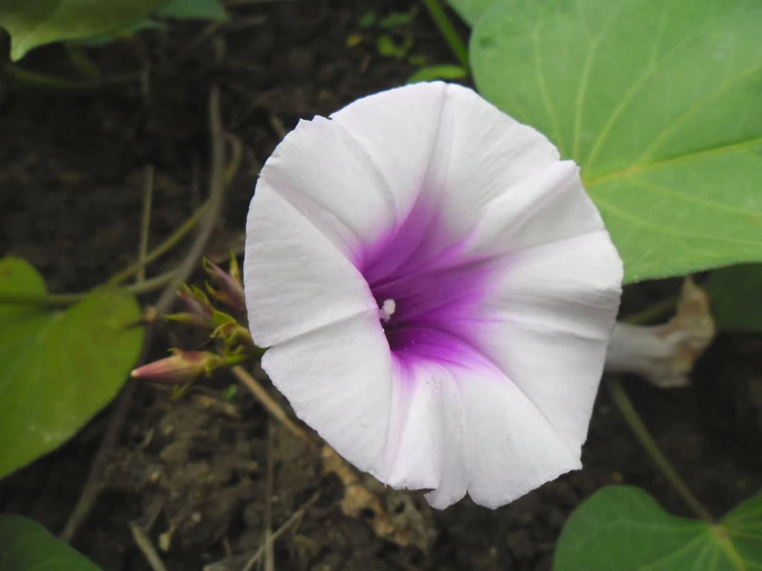 Ipomoea batatas - Photo 4 sur 6