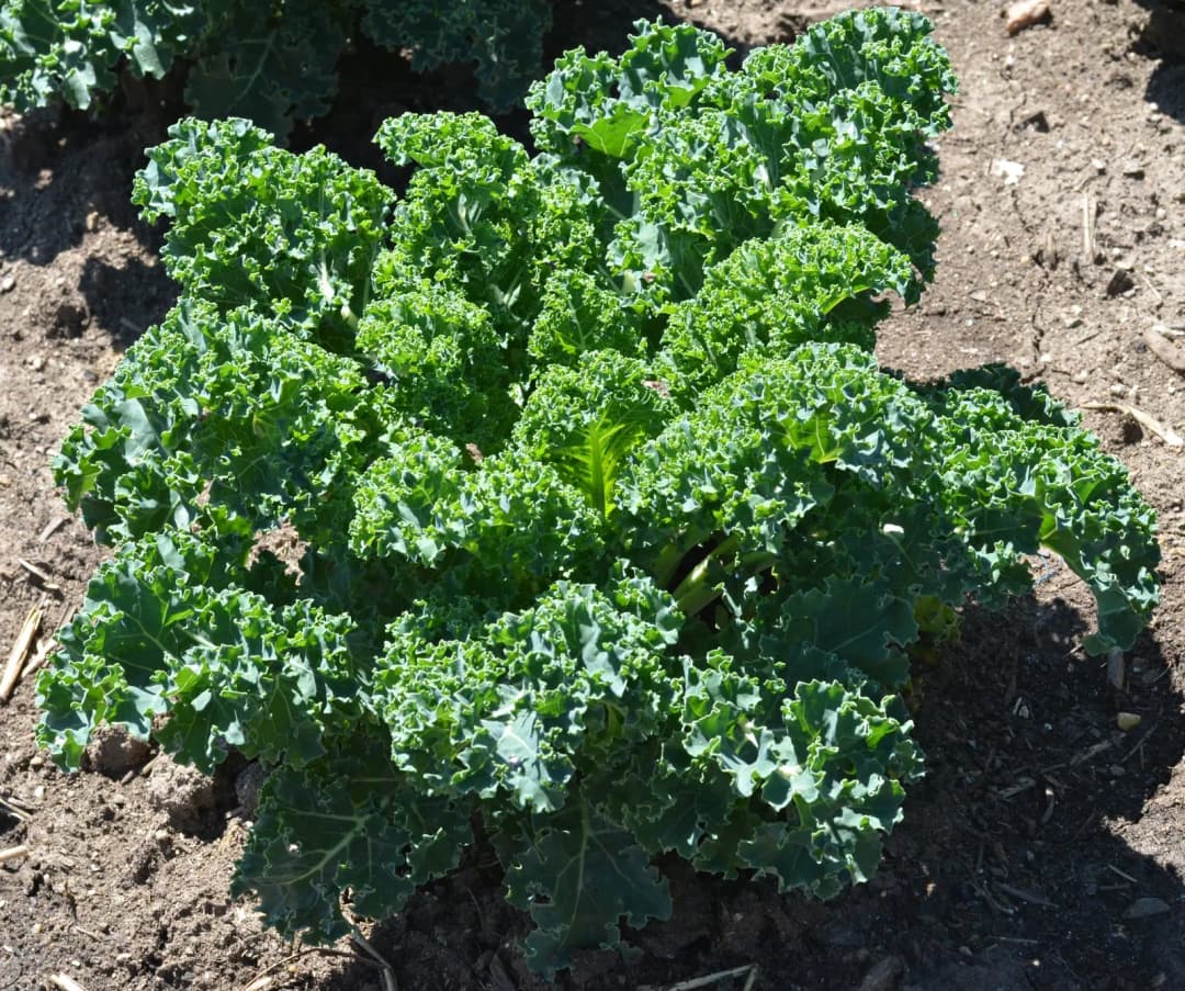 Brassica oleracea sabellica - Photo 4 sur 4