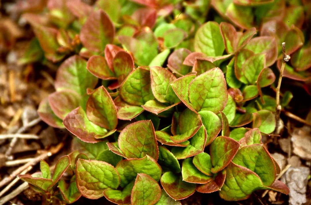 Vaccinium praestans - Photo 2 sur 3