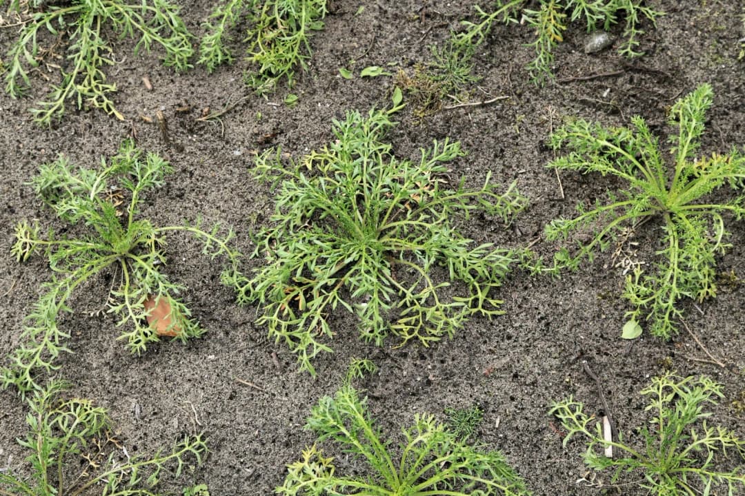 Lepidium meyenii - Photo 2 sur 3