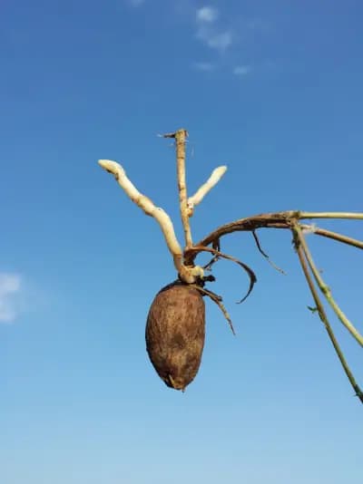 Photo de Châtaigne de terre ou gesse tubéreuse ou pois de terre ou souris de terre (Lathyrus tuberosus), Rhizosphère