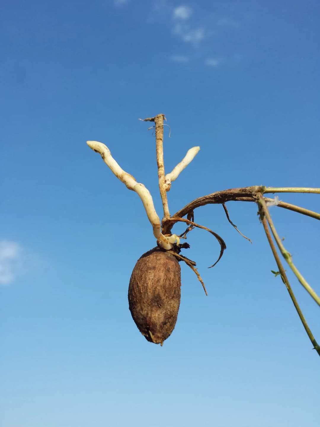 Lathyrus tuberosus - Photo 2 sur 4