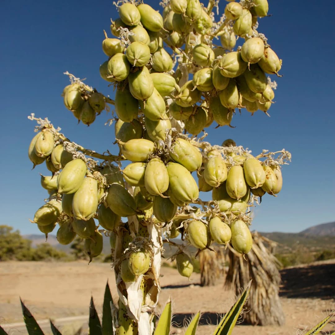 Yucca baccata - Photo 1 sur 5