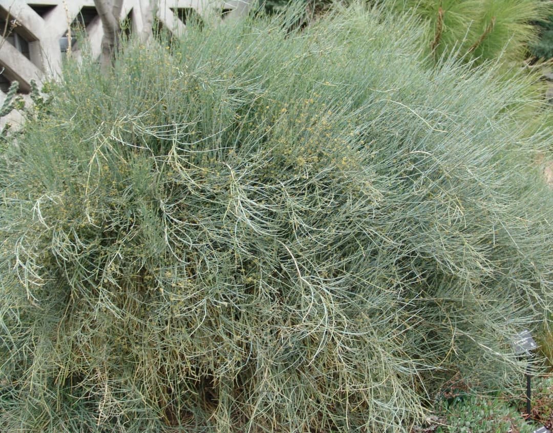 Ephedra nevadensis - Photo 1 sur 7