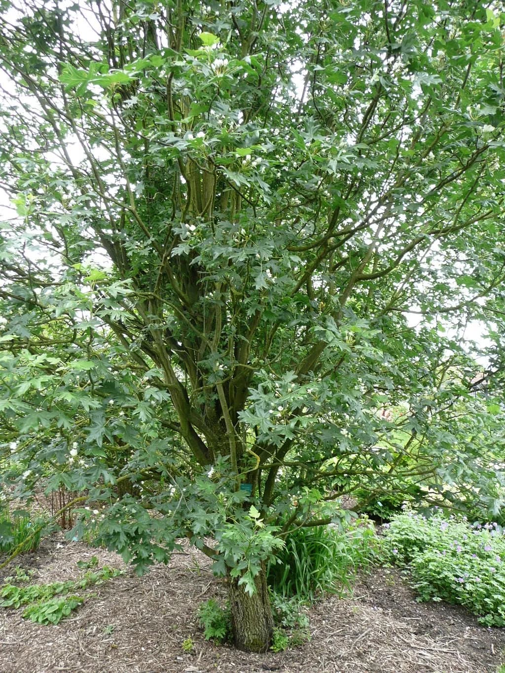 Malus trilobata - Photo 7 sur 7