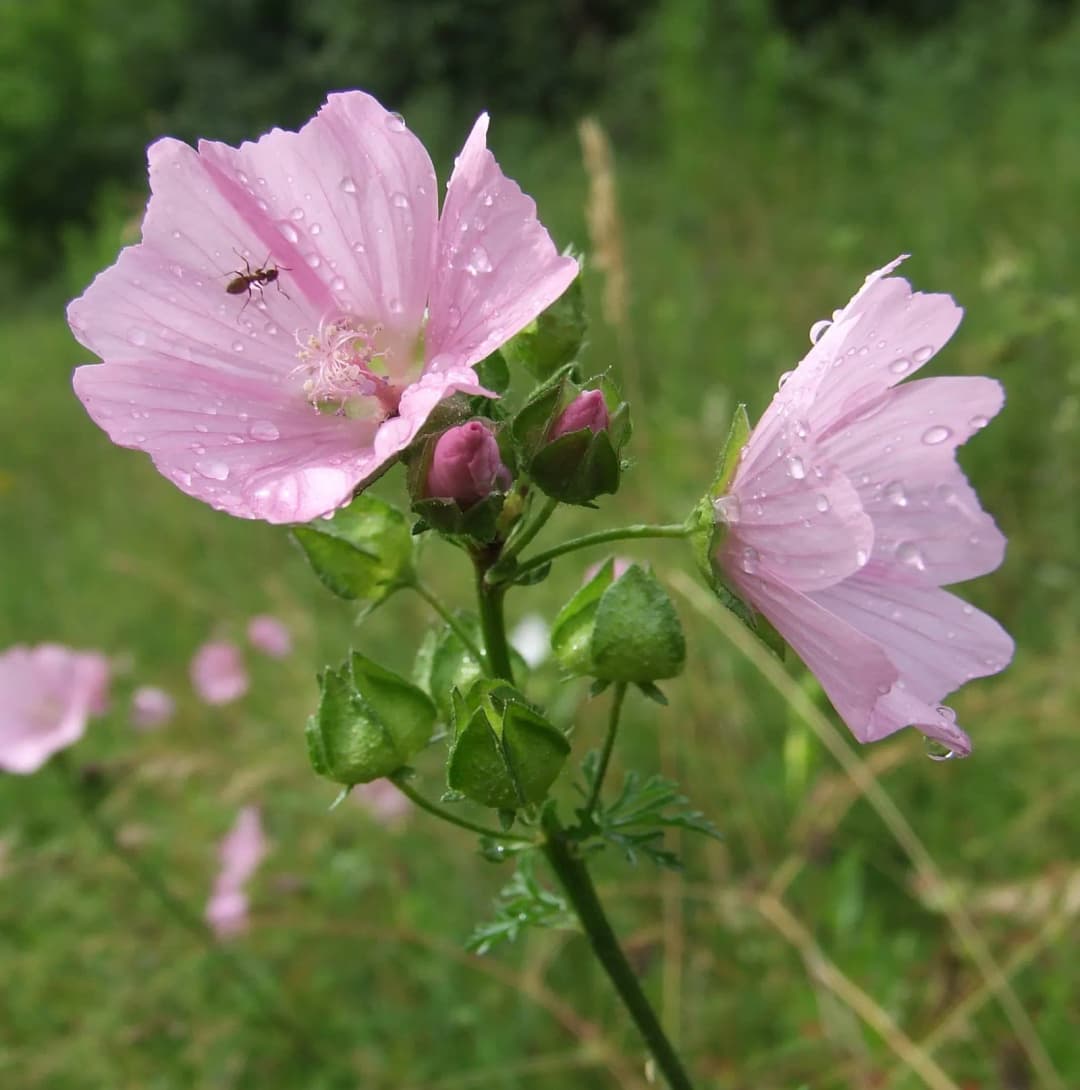 Malva moschata - Photo 2 sur 4