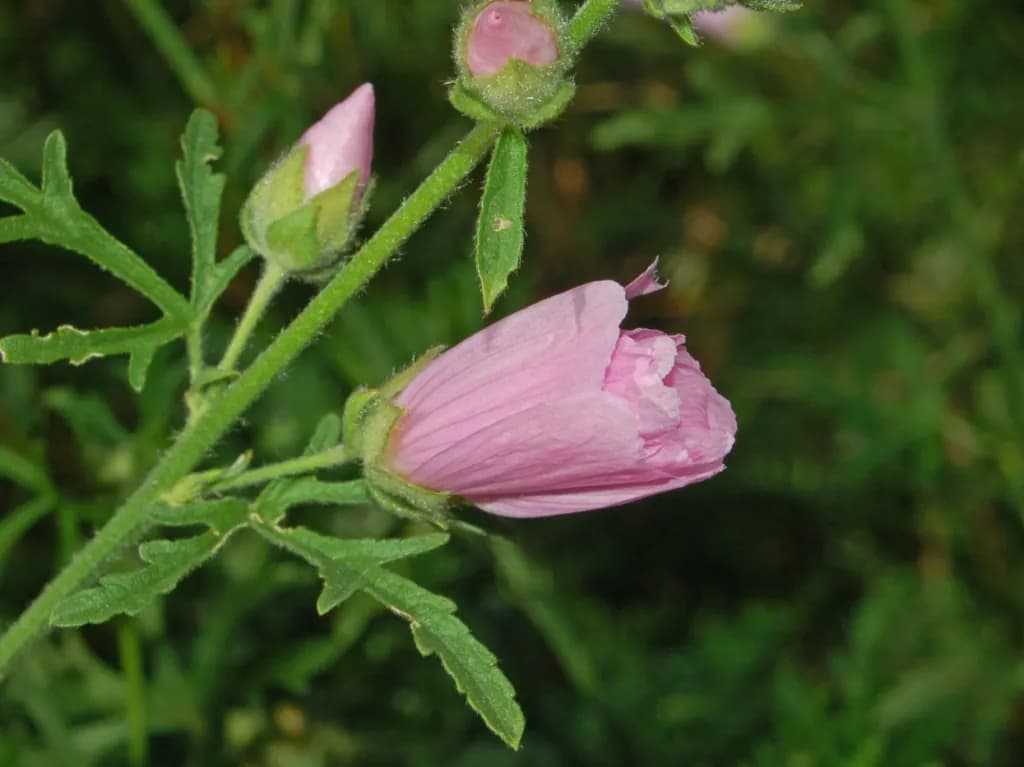 Malva alcea - Photo 4 sur 6